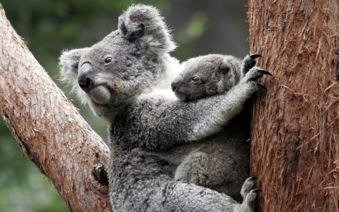 Koala - JUNIOR Österreich