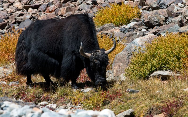 Yak JUNIOR Österreich