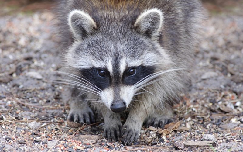 Waschbär JUNIOR Österreich